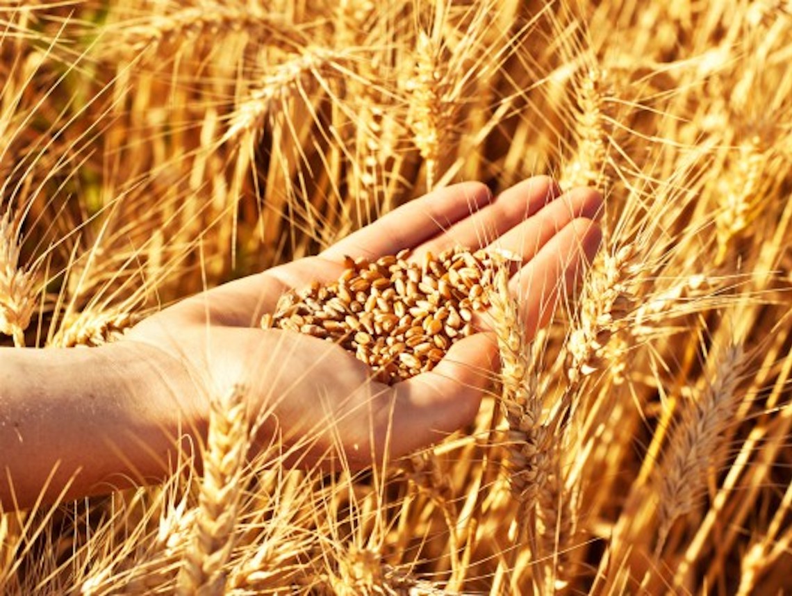 barley-satu-nepali-maato