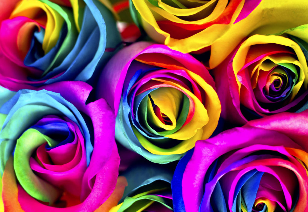 rainbow roses
