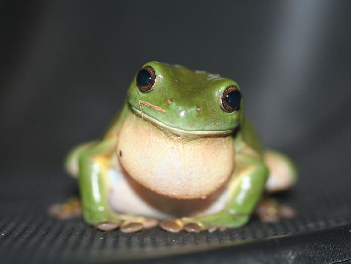 Frogs - Vaera