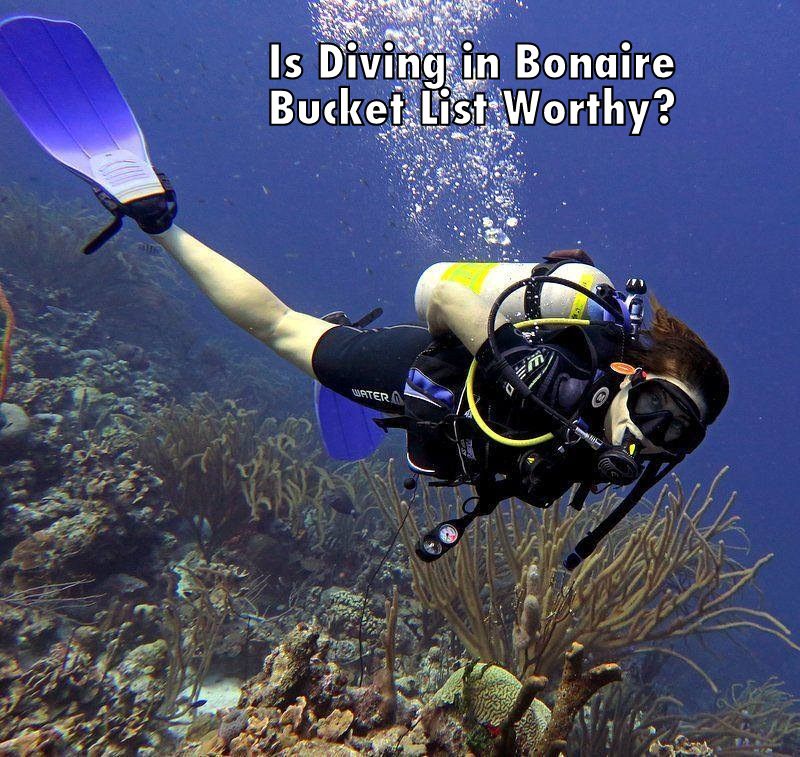 Is diving in bonaire bucket list worthy