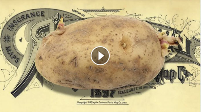 New Potato by Rick Lupert