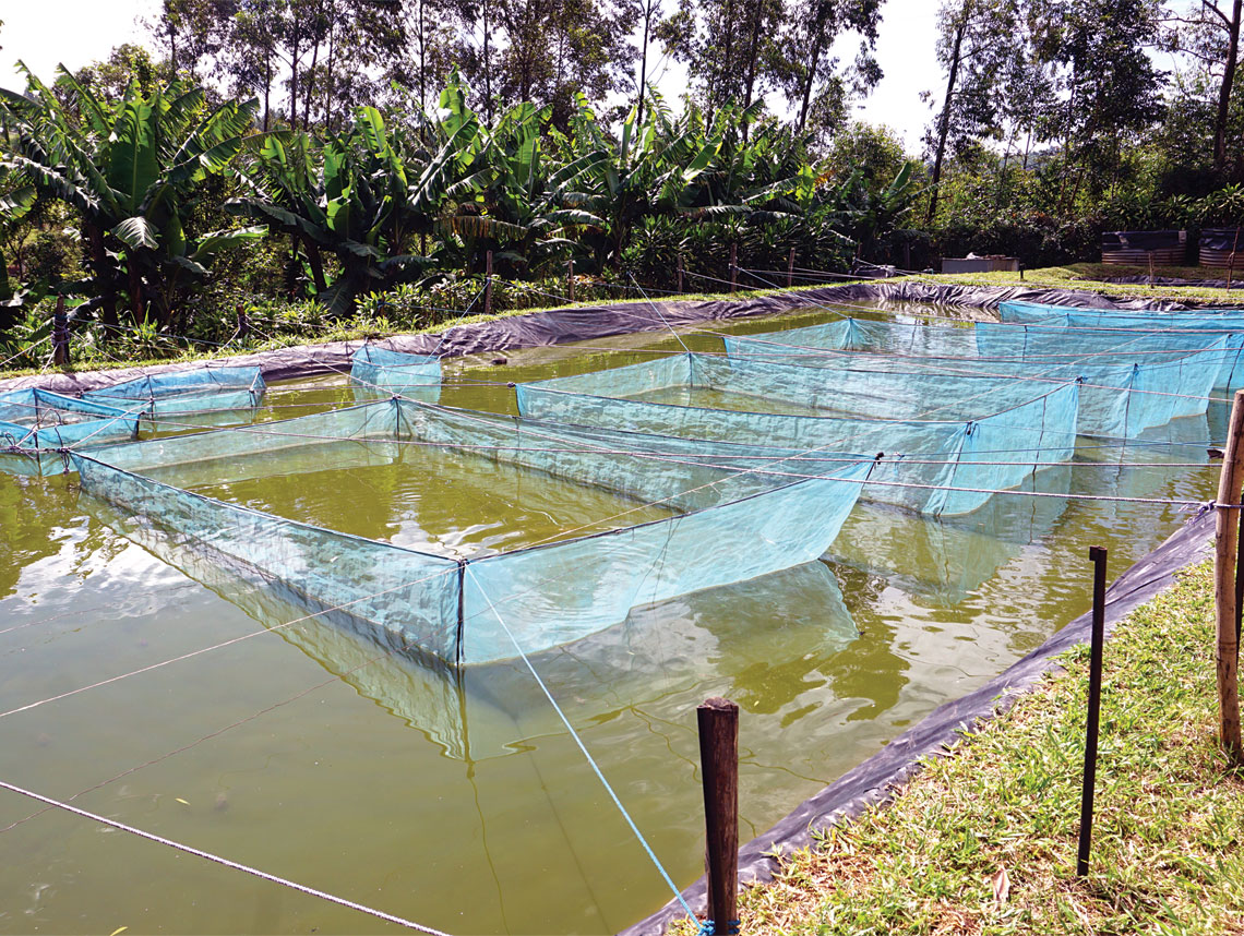 israel-and-kenya-form-unlikely-partnership-around-fish-farming