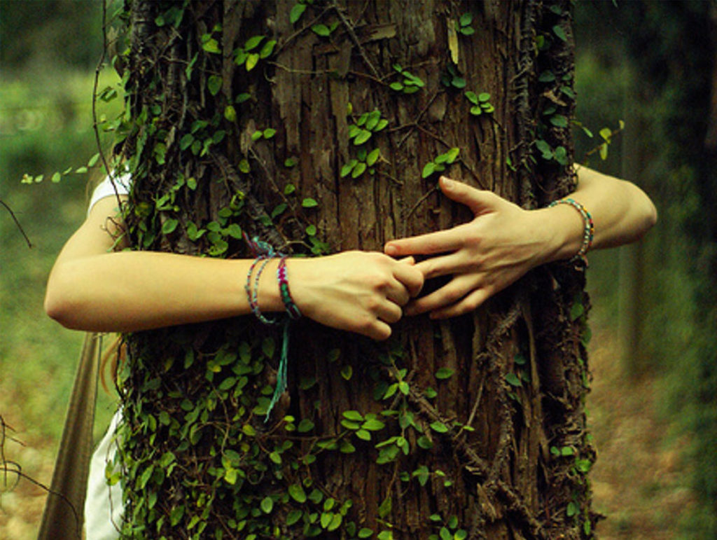 7 Haiku for Parsha Shoftim (in which we treat trees better than our enemies) by Rick Lupert