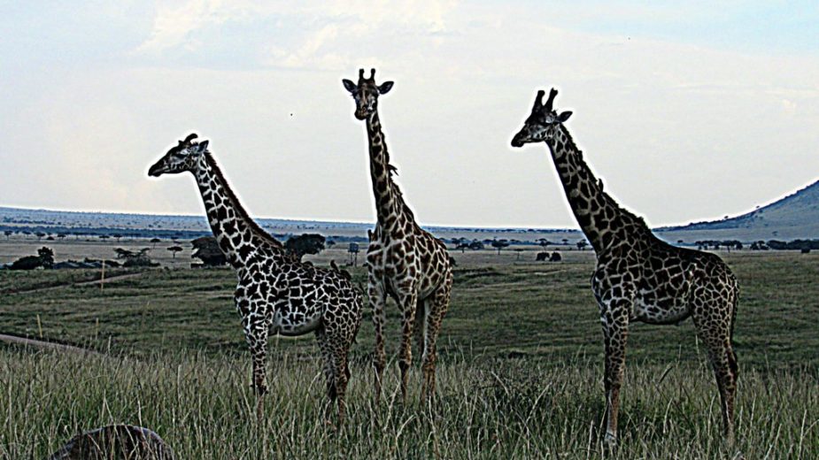 Giraffes in Africa by Lisa Niver