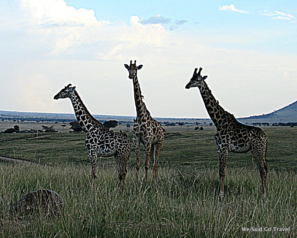 Giraffes in Africa by Lisa Niver