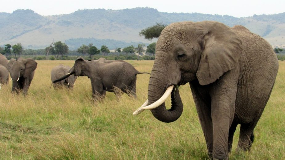 Elephants in Tanzania by Lisa Niver