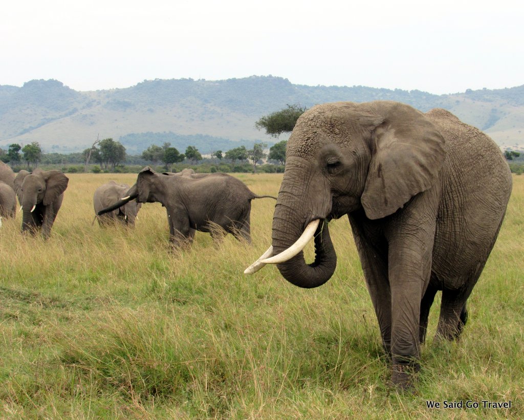 Elephants in Tanzania by Lisa Niver