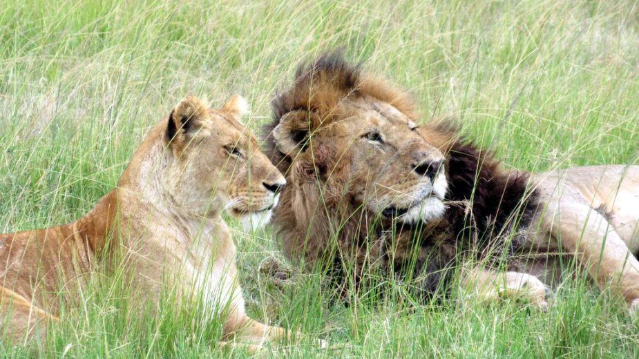 Lions in Africa by Lisa Niver