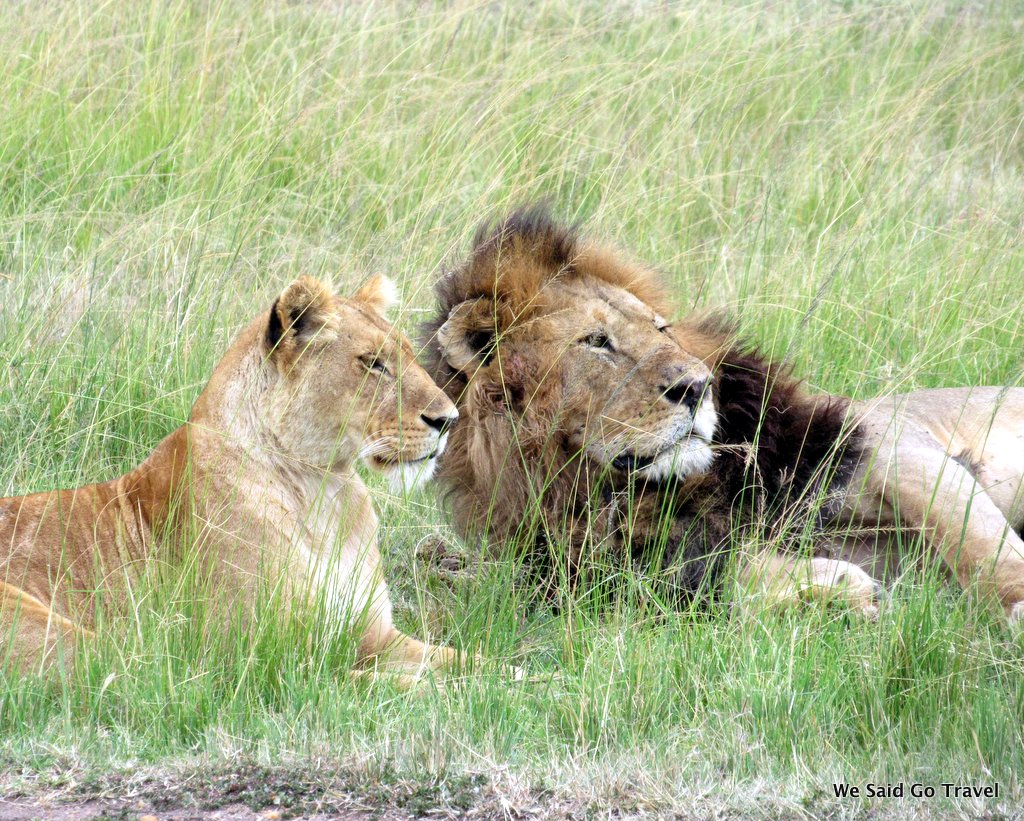 Lions in Africa by Lisa Niver