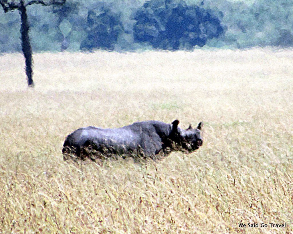 Black Rhino by Lisa Niver, Kenya #AKTravel