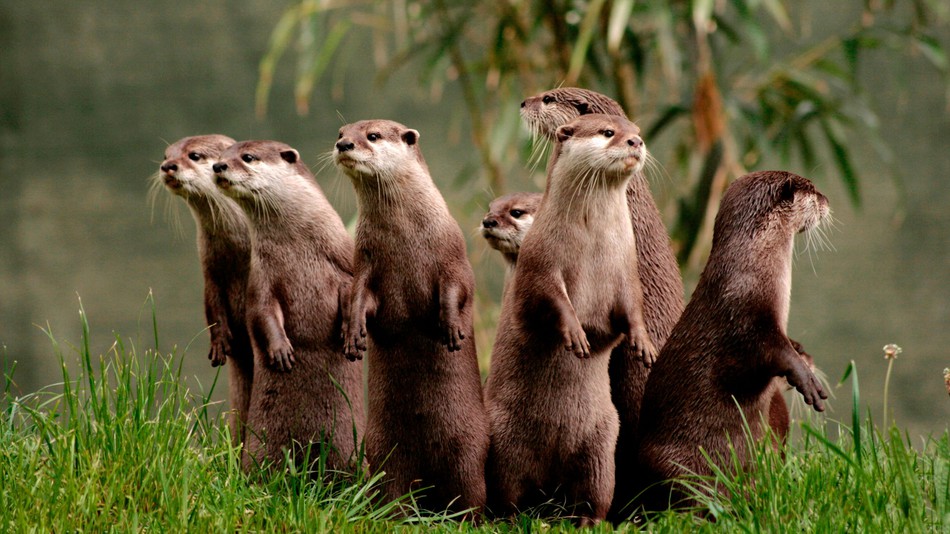 You Otter Build an Ark - A poem for Parsha Noach by Rick Lupert