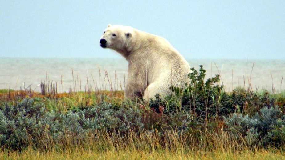 Polar Bear by Lisa Niver