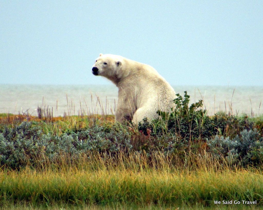 Polar Bear by Lisa Niver