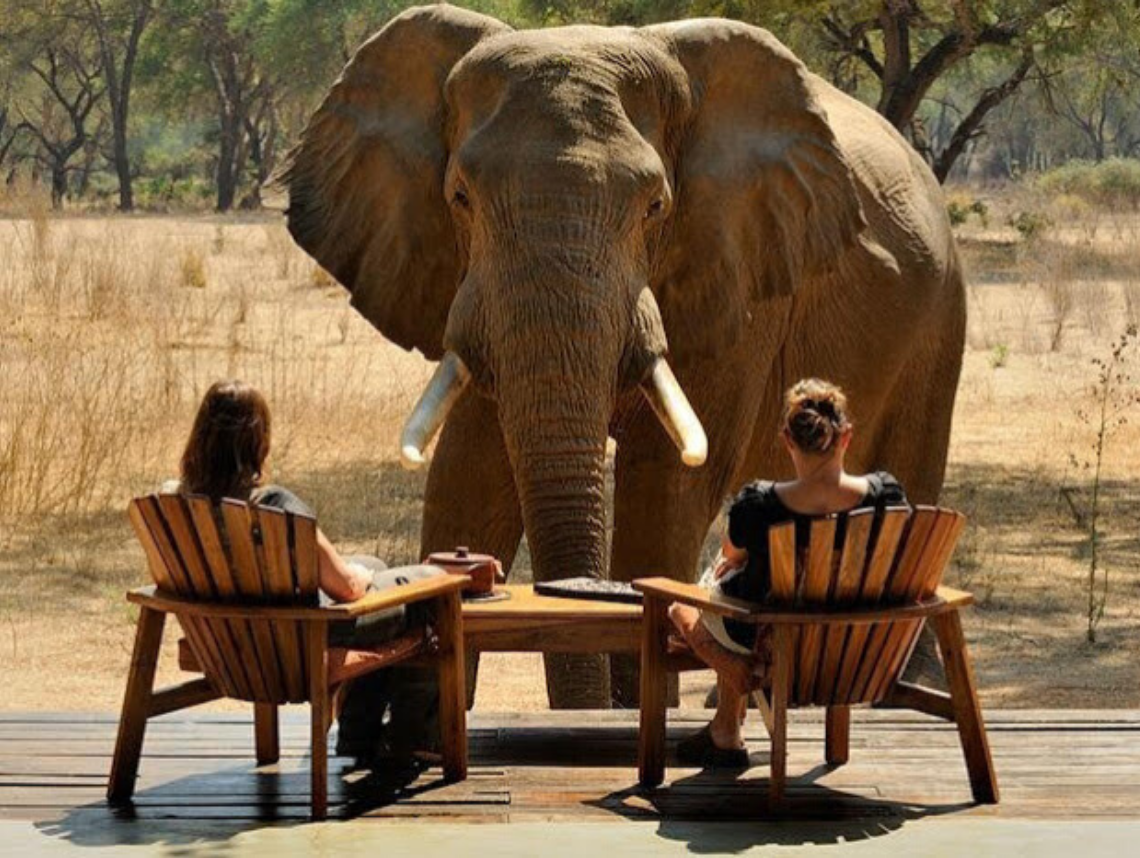 East Africa vs. Southern Africa: A Comprehensive Safari Guide.