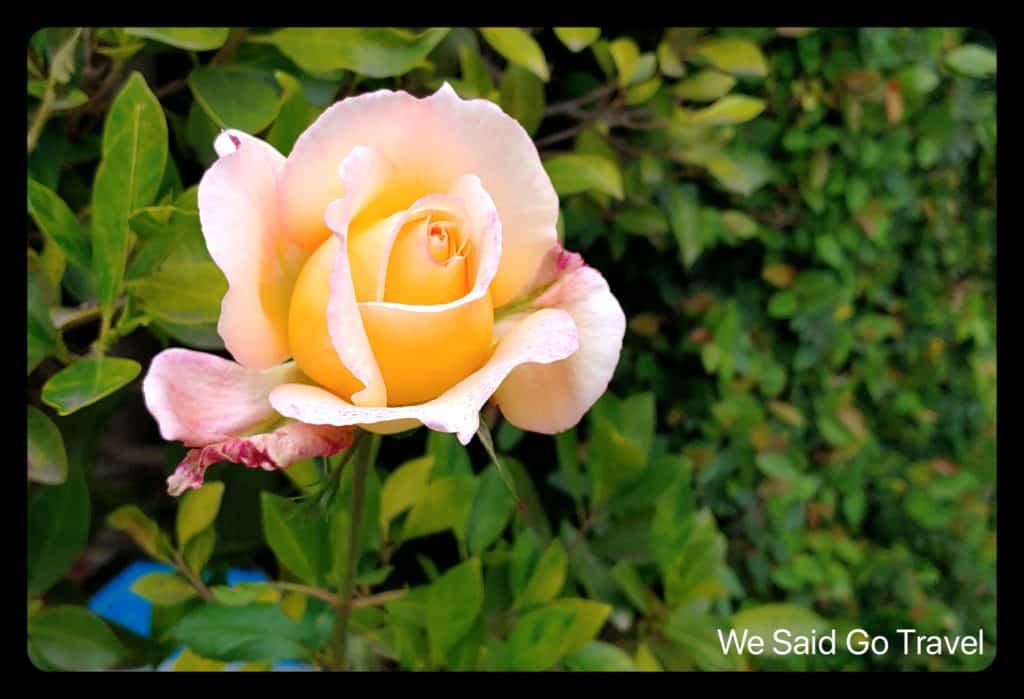 Rose bly Lisa Niver april 18 2020