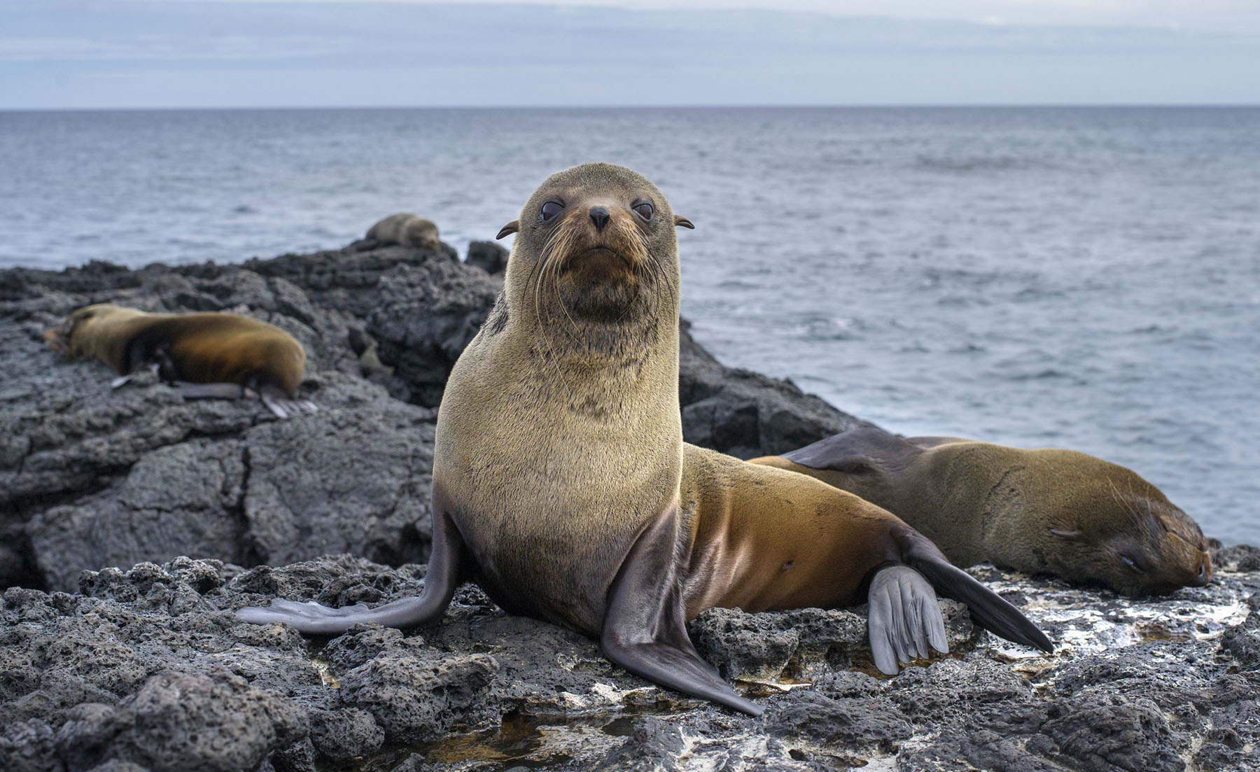 The Day I Wanted To Be a Sea Lion