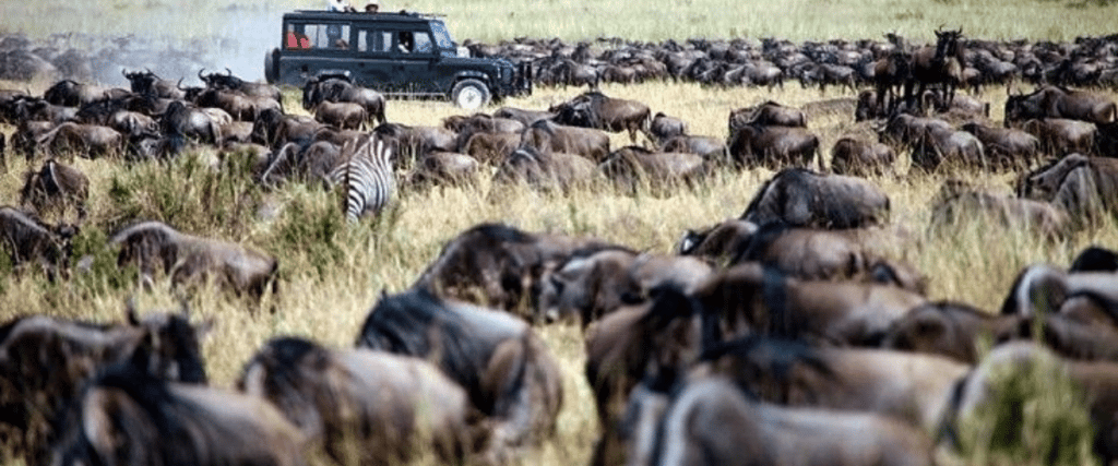 African Safari