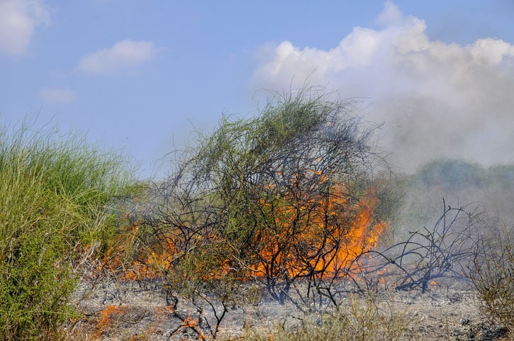 Image of Burning bush plant in a desert