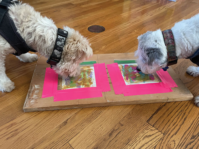 Let Your Dogs Paint Their Own Masterpiece