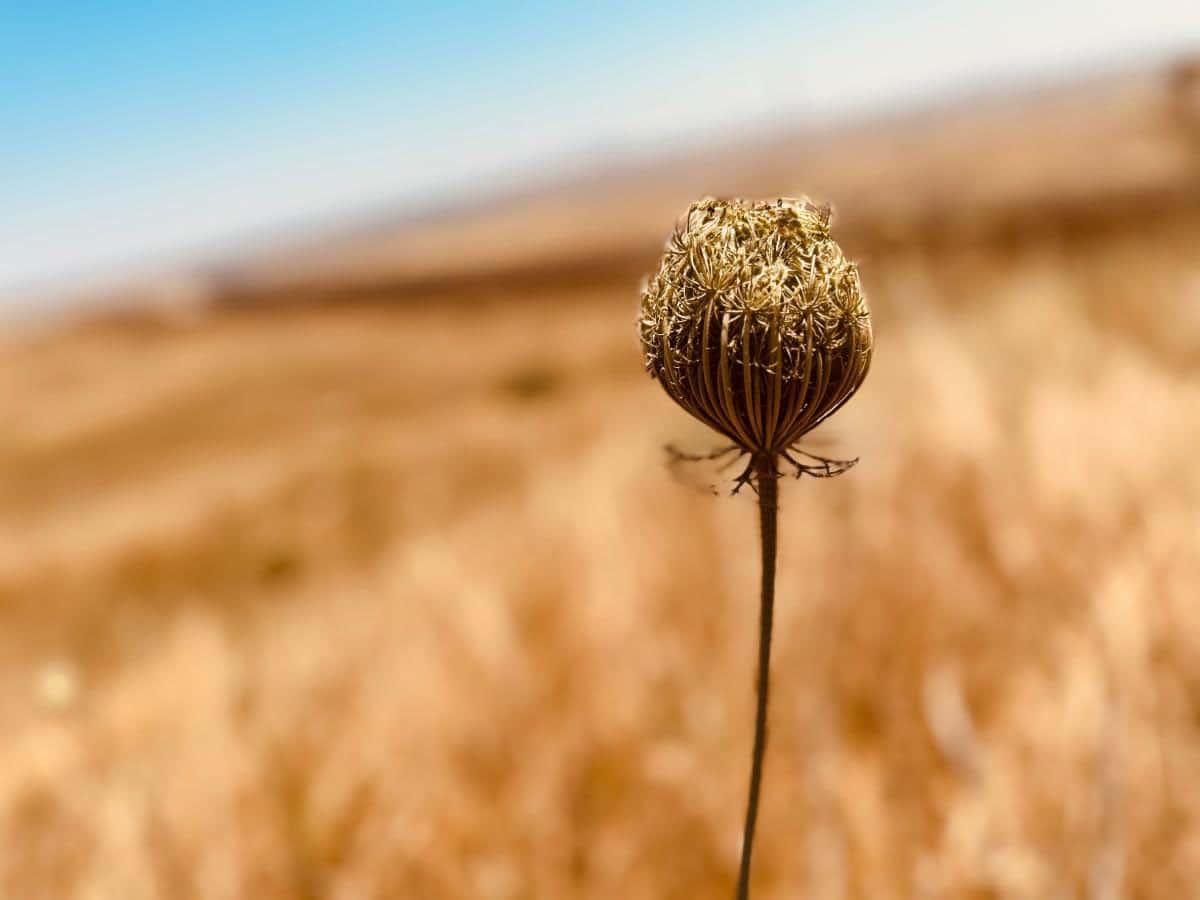 A Moment in Time “Tisha B’Av/ The Ninth of Av A Day to Reflect on