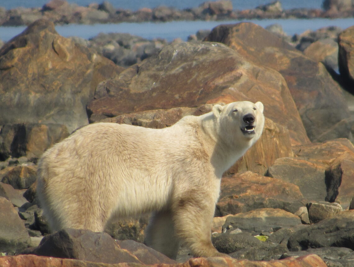 Award-Winning Travel Author Lisa Niver Interviews Churchill Wild Guide Terry...